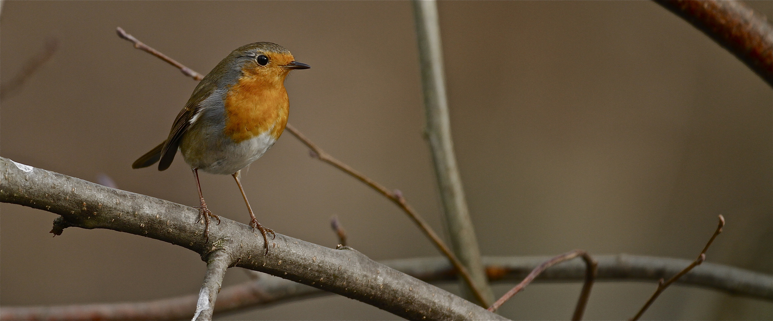 Rouge gorge