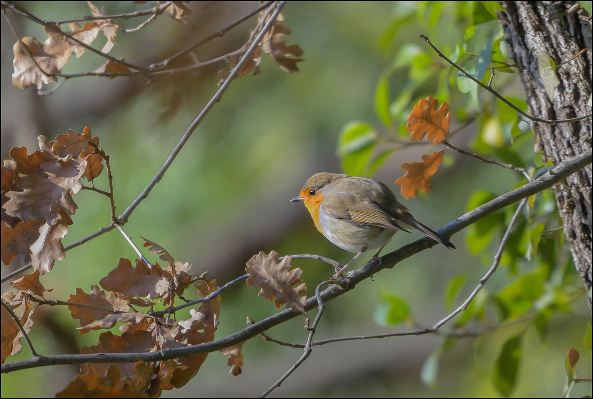 Rouge- gorge