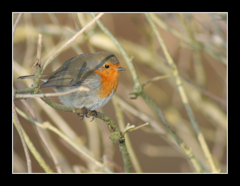 Rouge Gorge