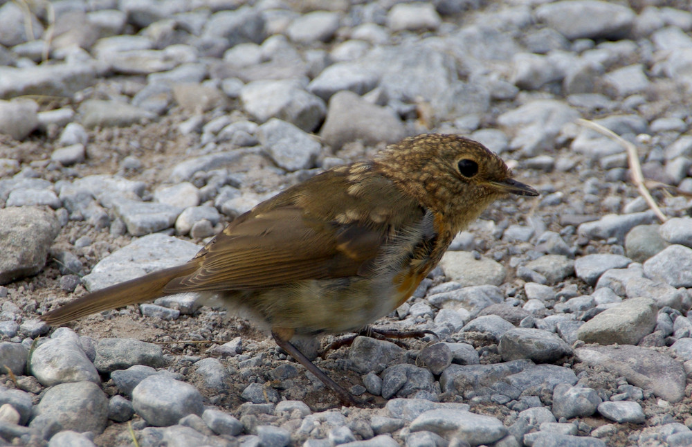 rouge gorge de vttbaryton2 