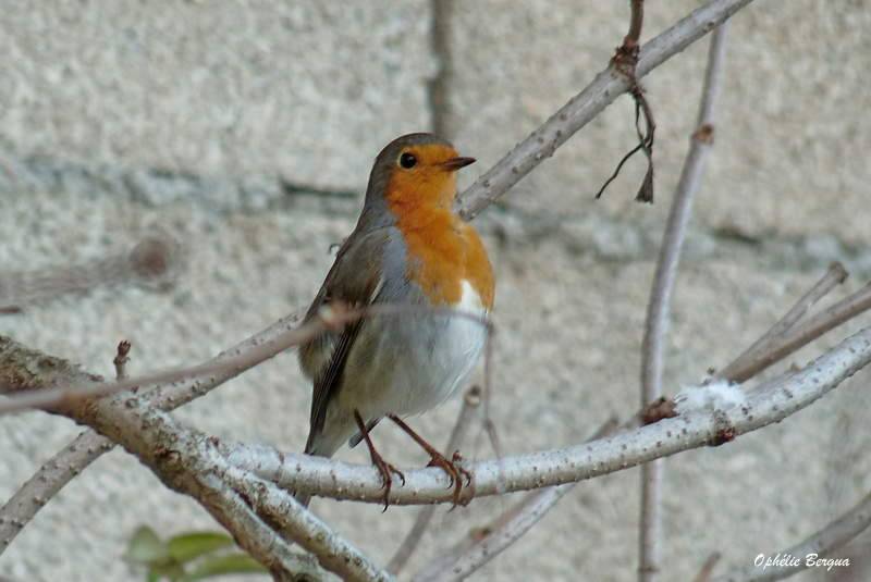 rouge gorge