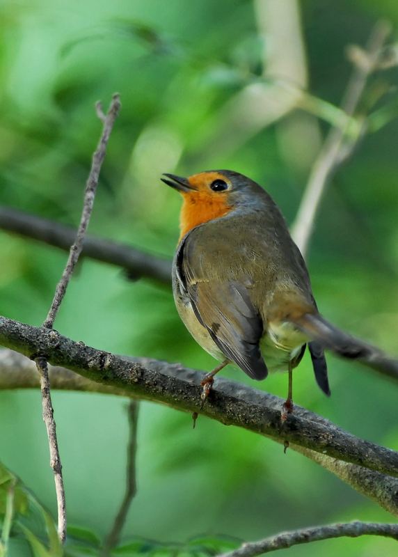 rouge gorge