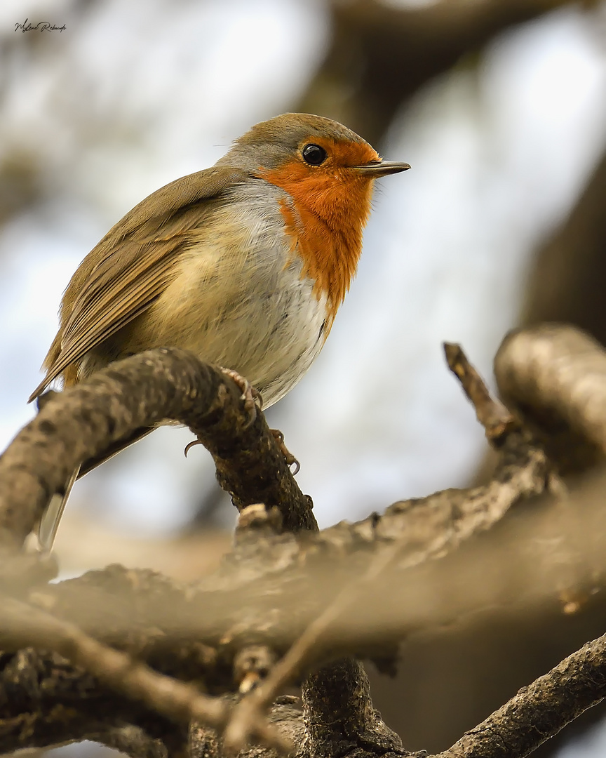 Rouge gorge