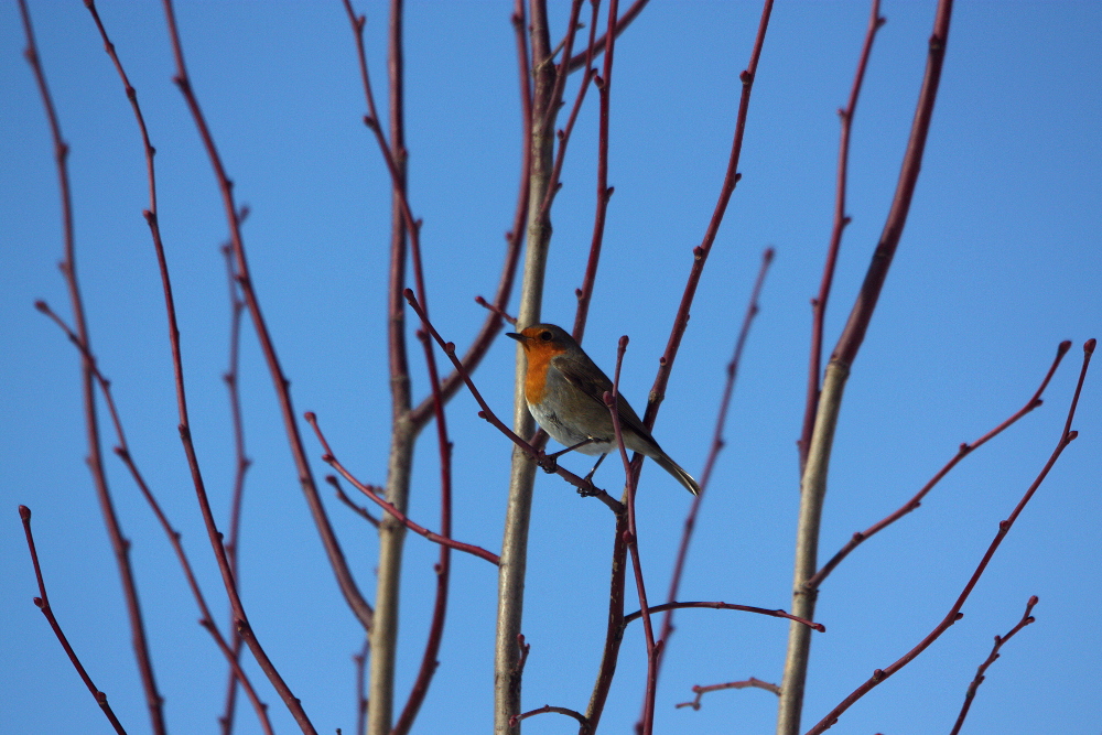 Rouge-gorge