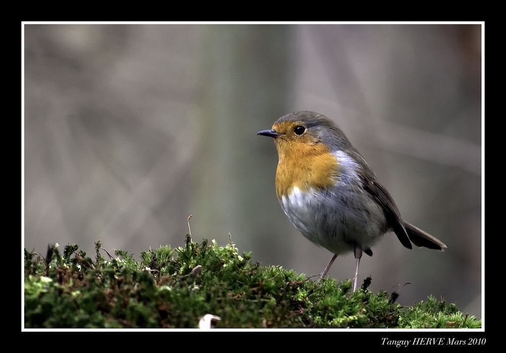 Rouge Gorge