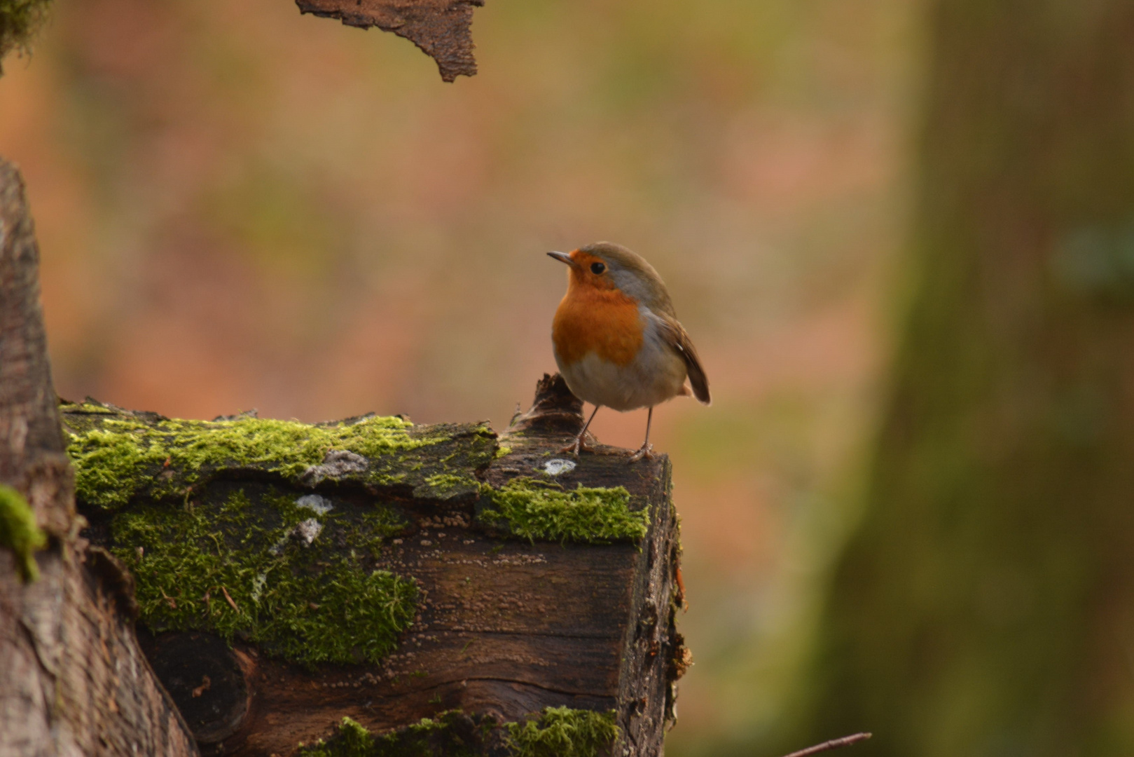 Rouge gorge