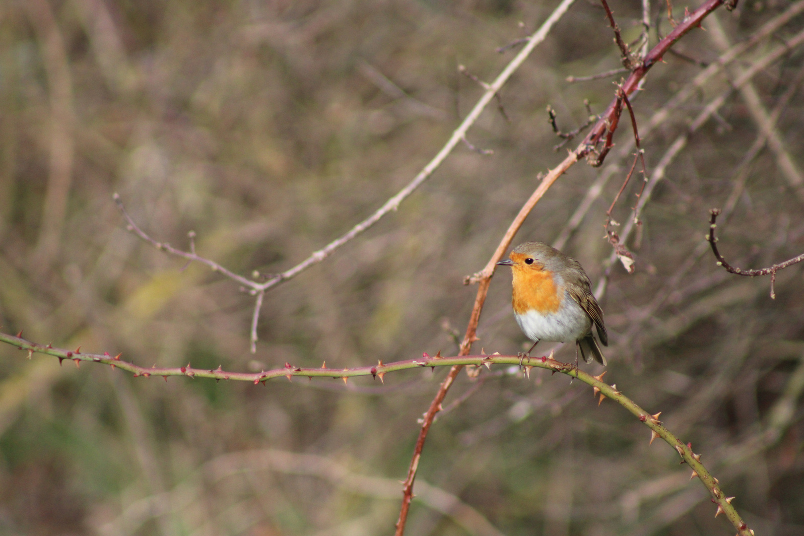 rouge gorge 