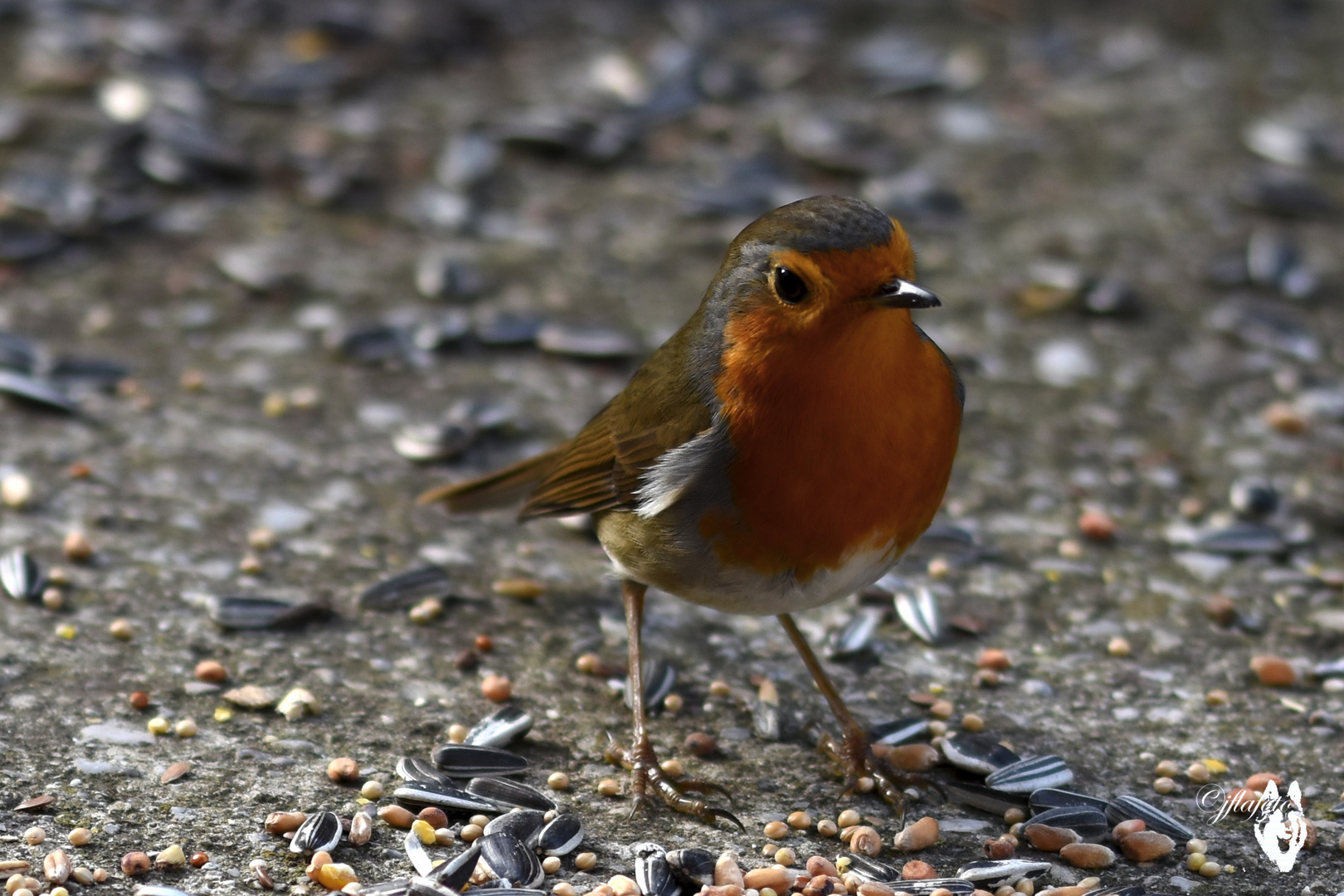 rouge gorge