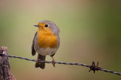 Rouge Gorge