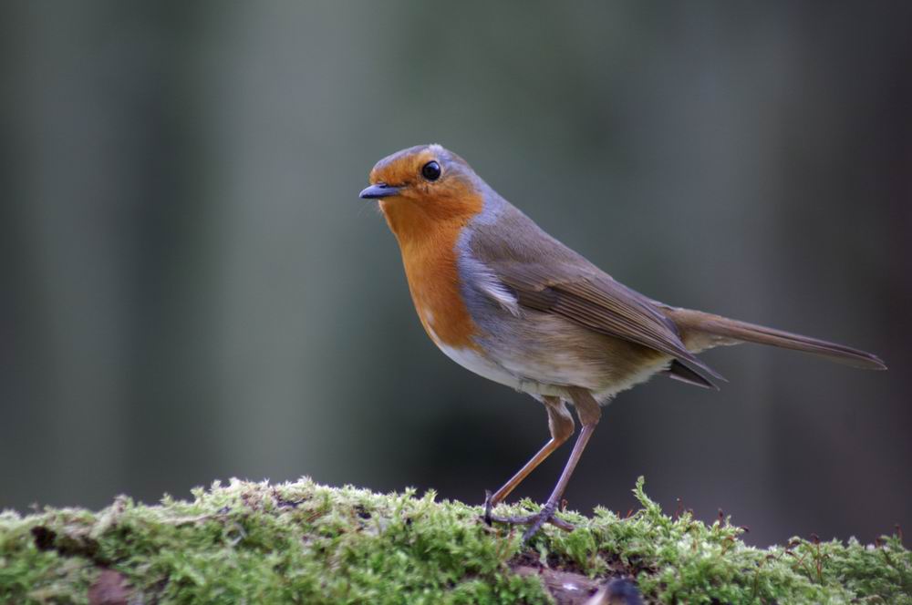 rouge gorge