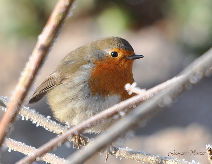 Rouge Gorge