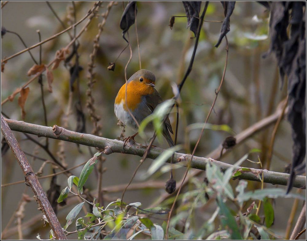 Rouge gorge