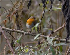 Rouge gorge