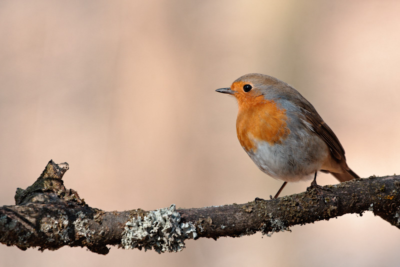 rouge gorge