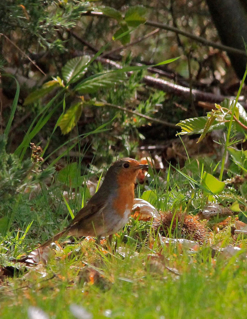 Rouge gorge