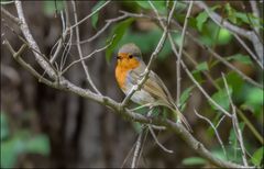 Rouge gorge