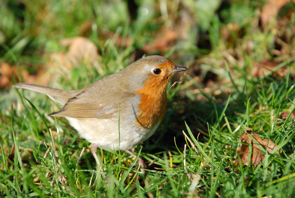 Rouge gorge de Aeneria 