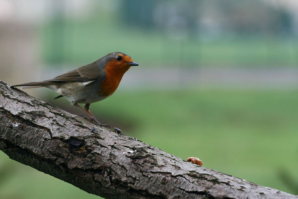 Rouge gorge de jrscher 