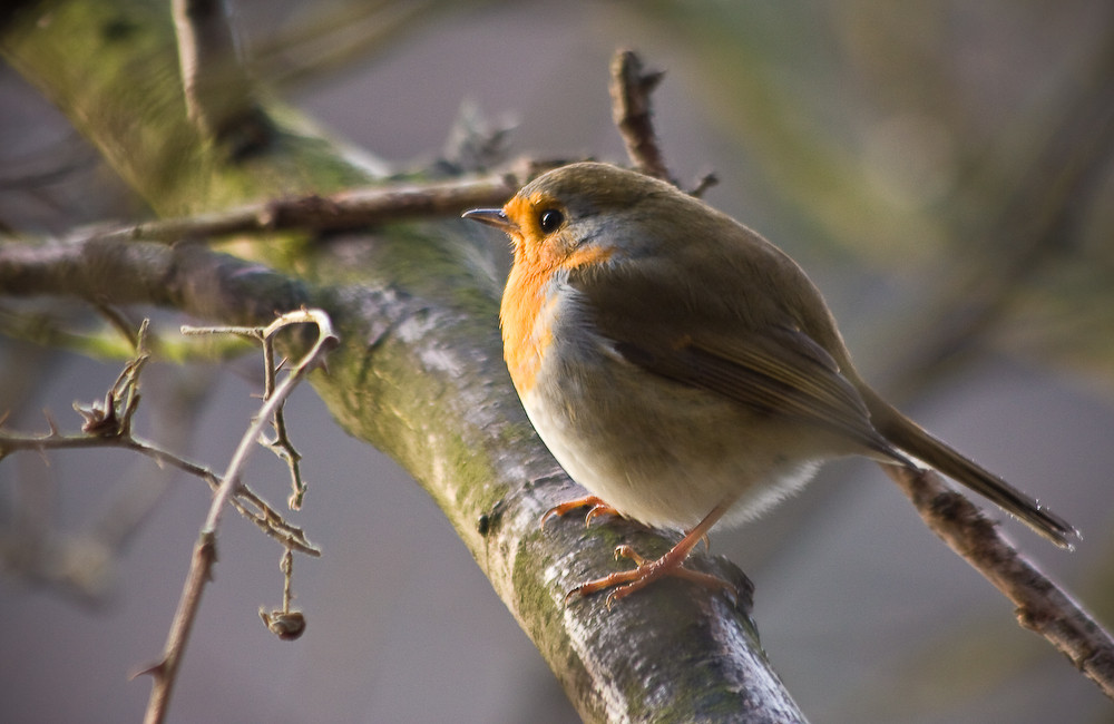 Rouge Gorge de mchretn 