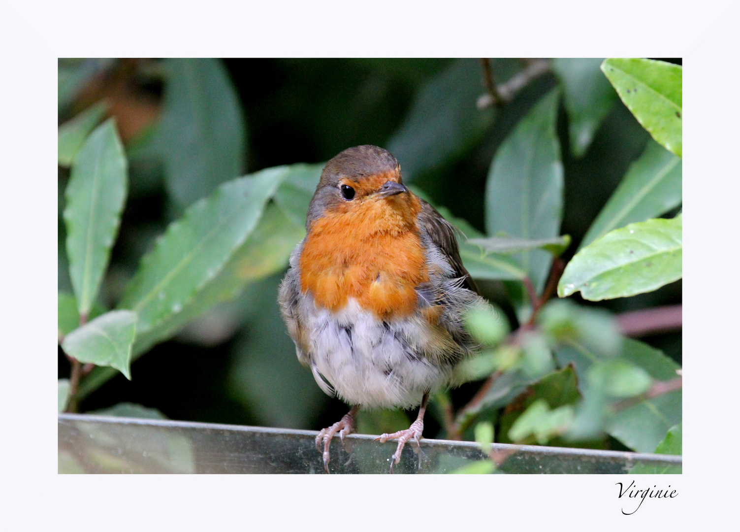 rouge gorge