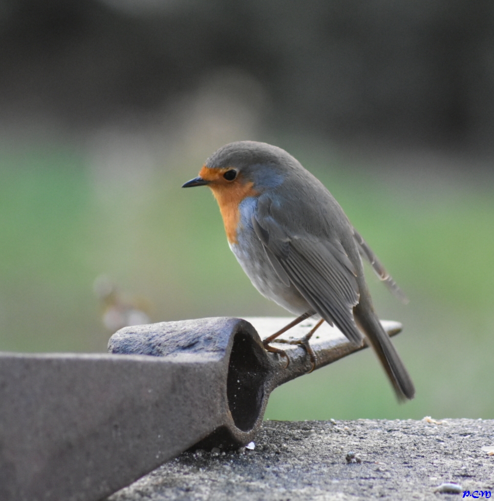 Rouge gorge