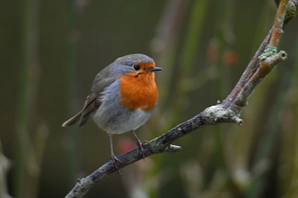 Rouge-gorge