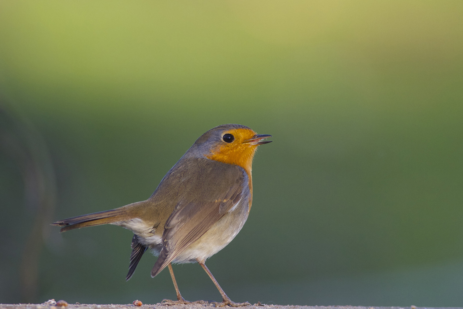 Rouge gorge