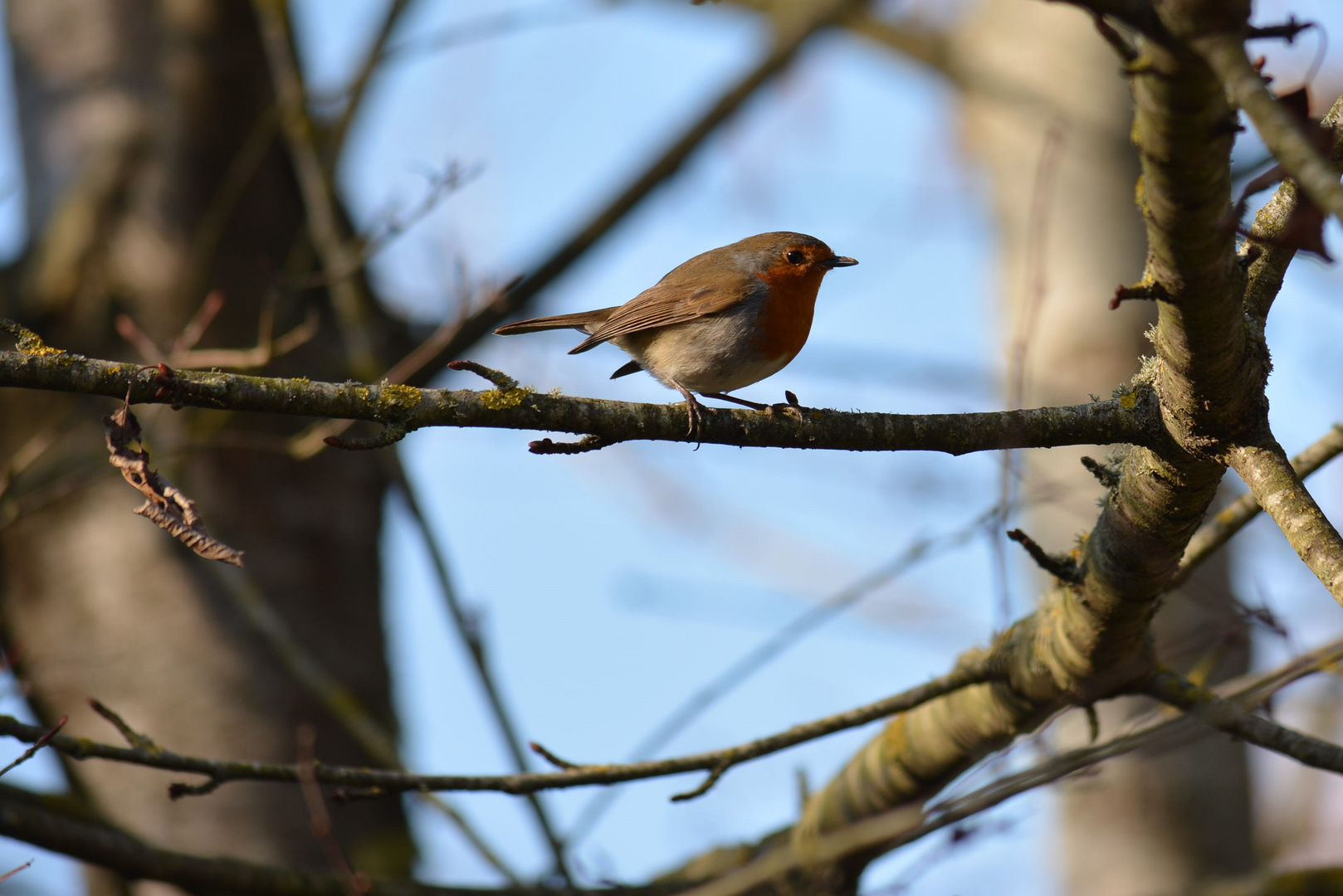 Rouge gorge