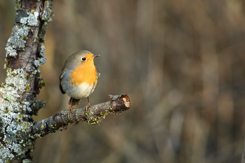 Rouge gorge.