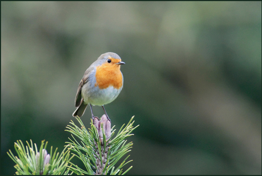 Rouge-gorge de delmelle 