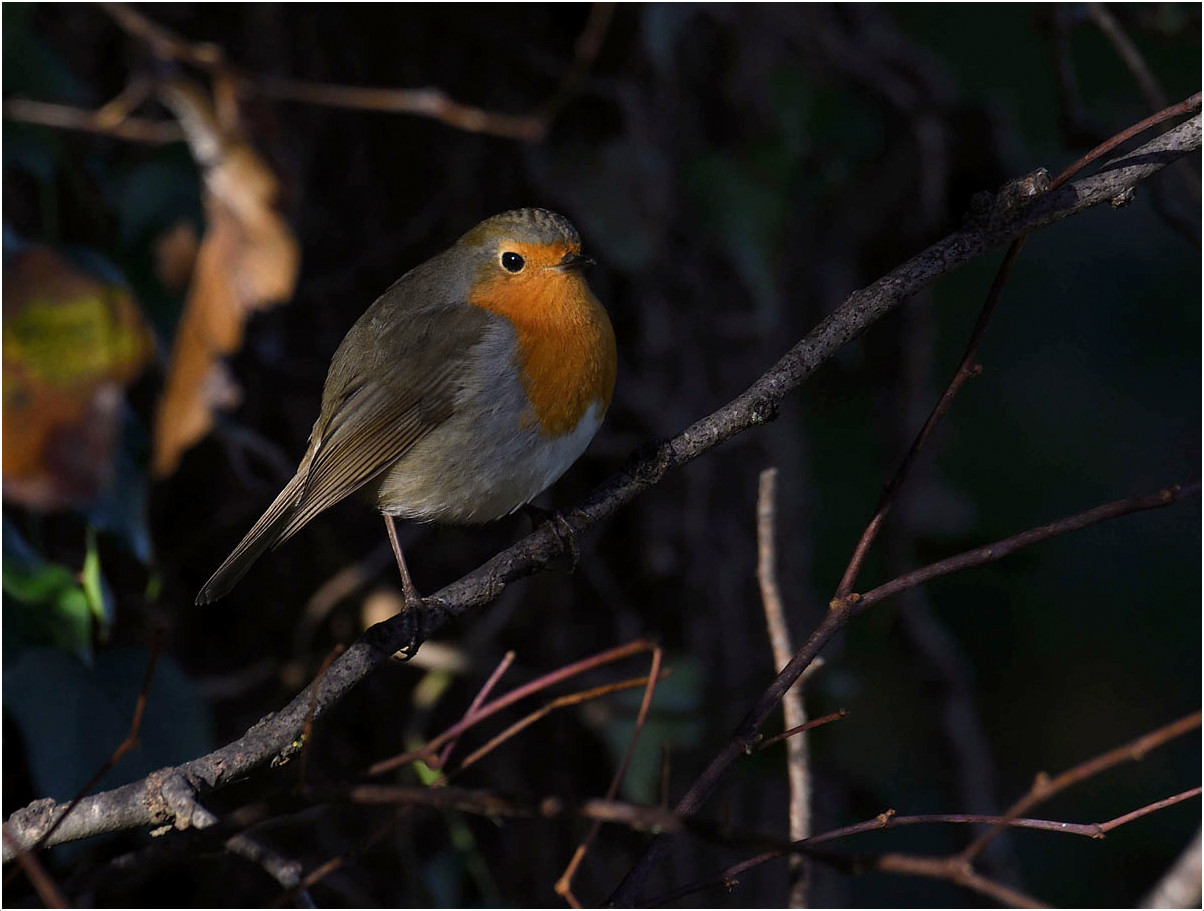 Rouge gorge