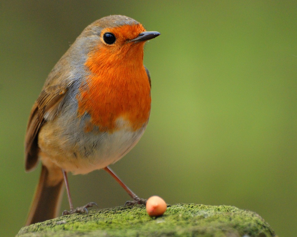 Rouge gorge de papousergio 