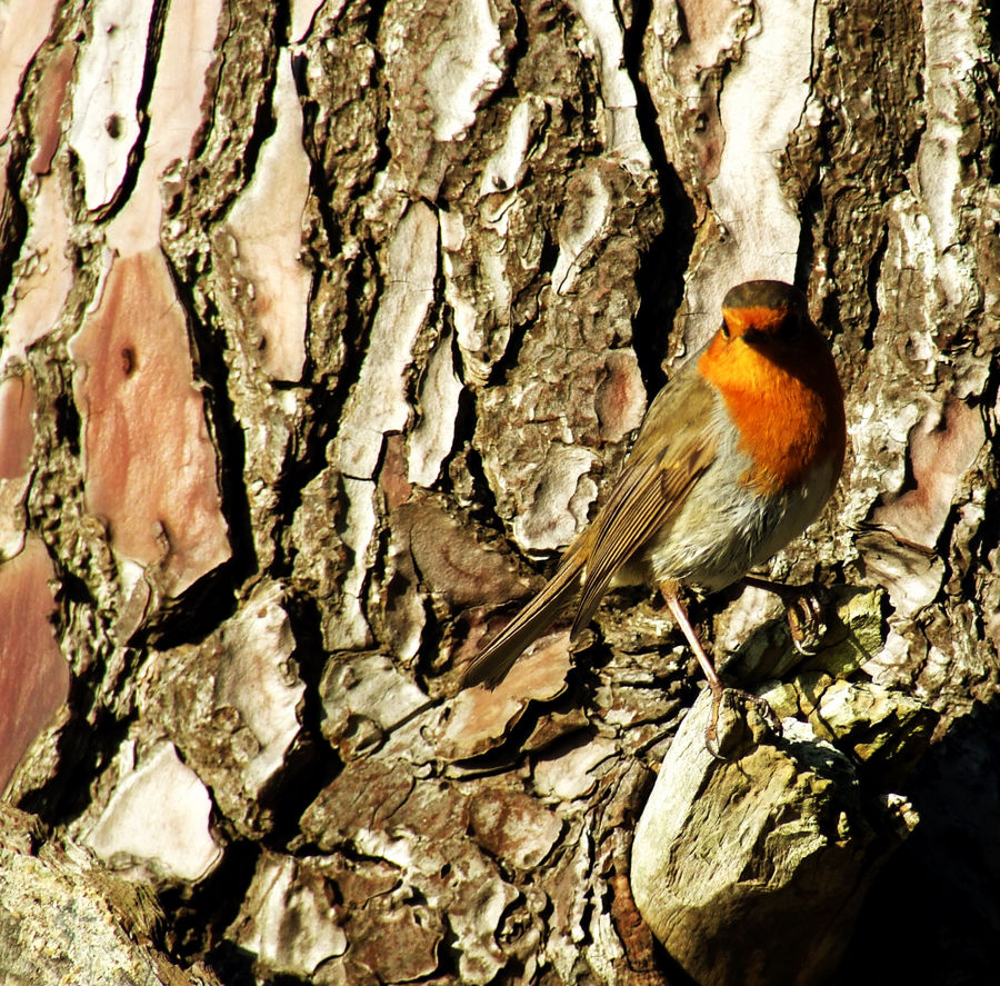 rouge gorge