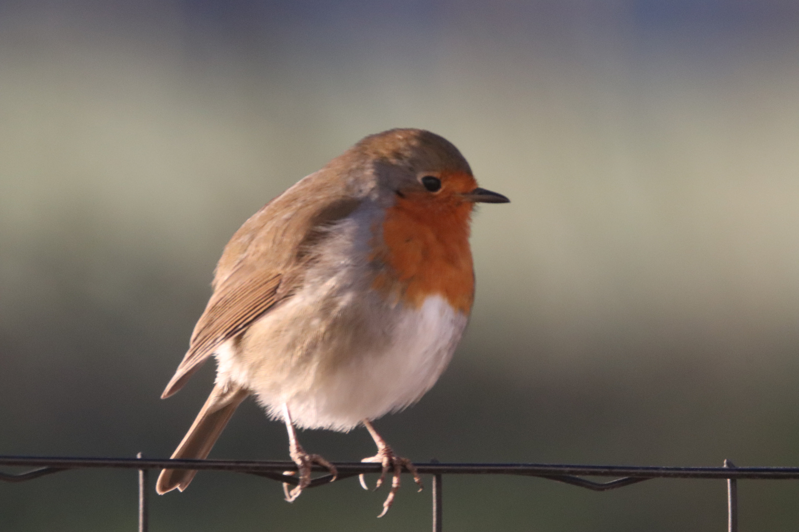 Rouge gorge