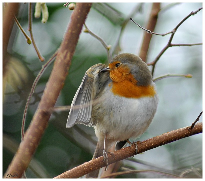 Rouge gorge a la toilette