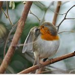 Rouge gorge a la toilette