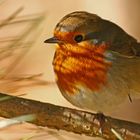 Rouge gorge à l'ombre