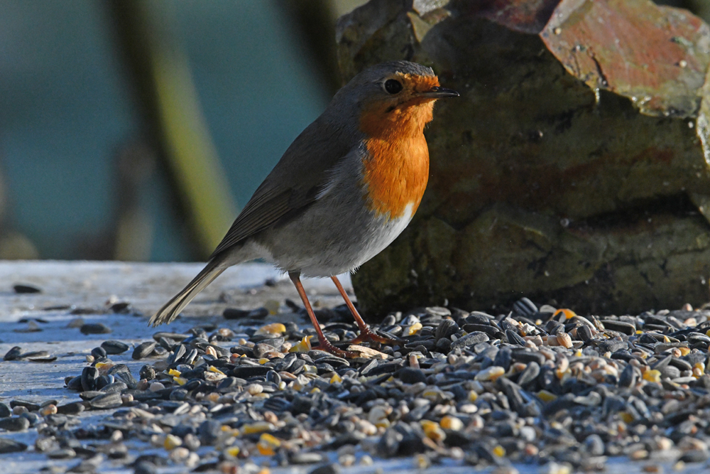 Rouge-gorge à table