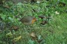 rouge gorge de Jacquot.H