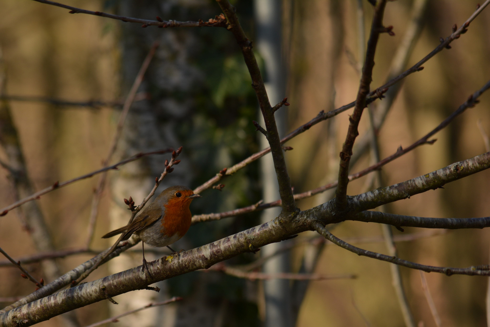 Rouge gorge