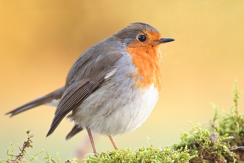 Rouge gorge de bibouille 