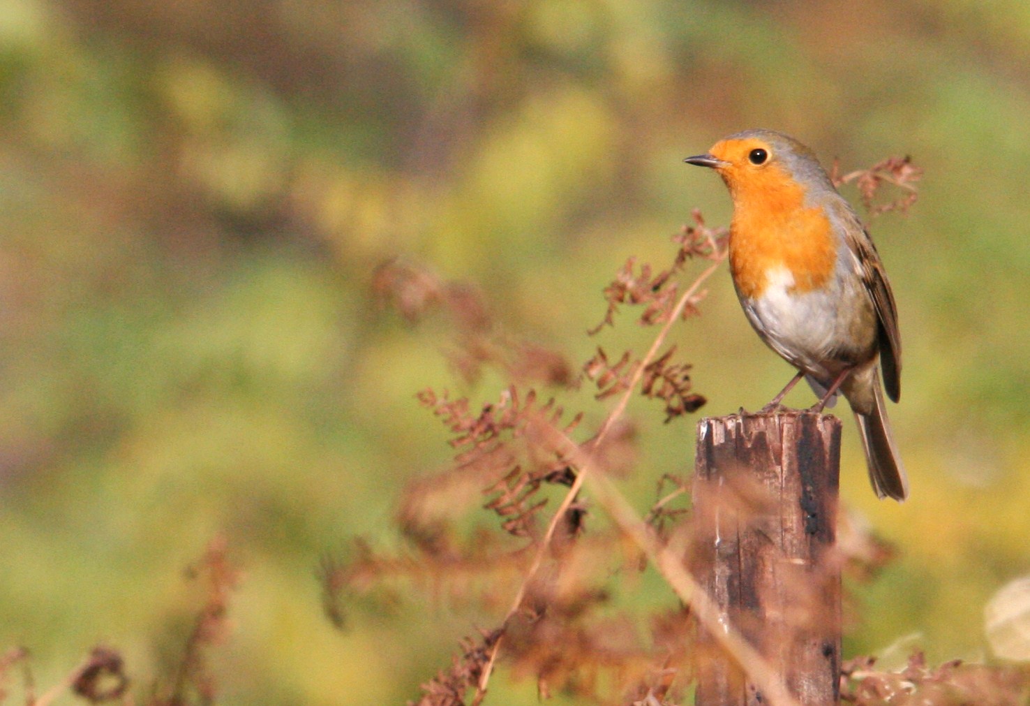 Rouge Gorge