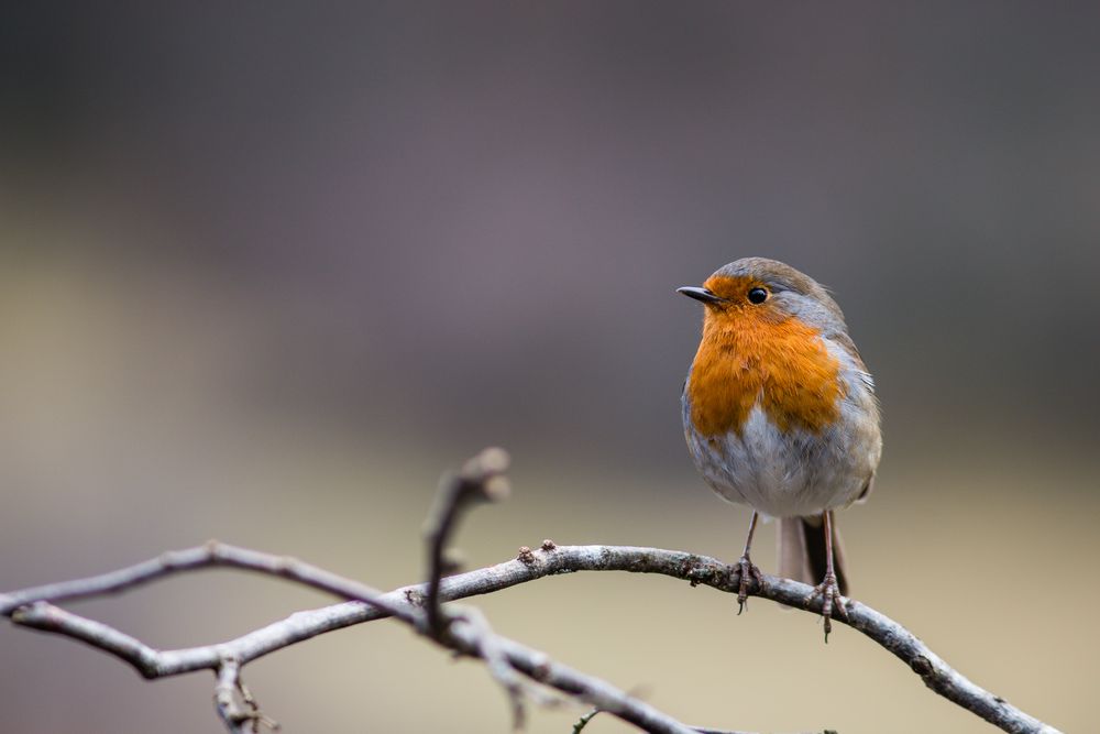 photo et image animaux, animaux sauvages, oiseaux Images