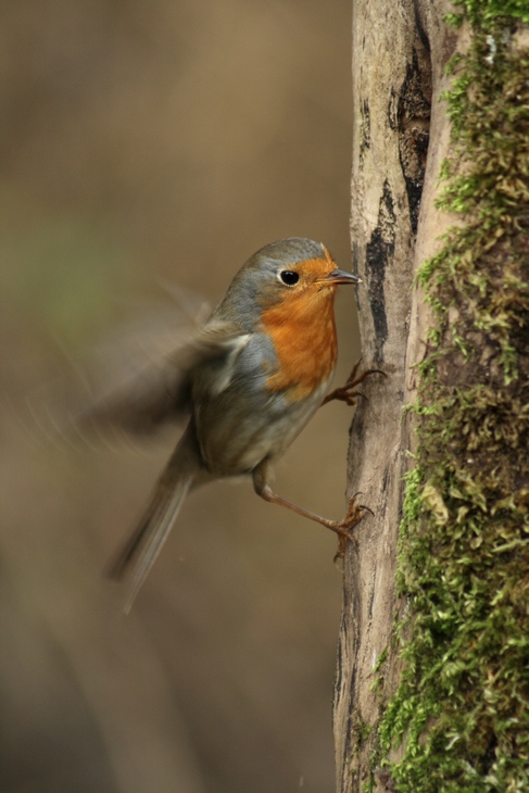 Rouge gorge acrobate