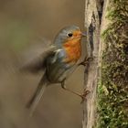 Rouge gorge acrobate