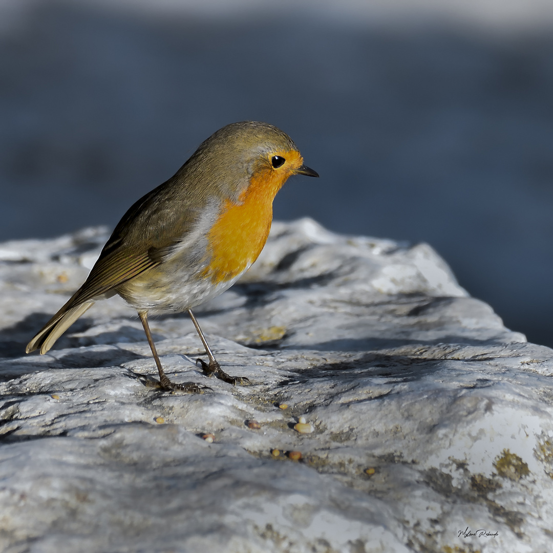 Rouge photo et image animaux, animaux sauvages, oiseaux Images