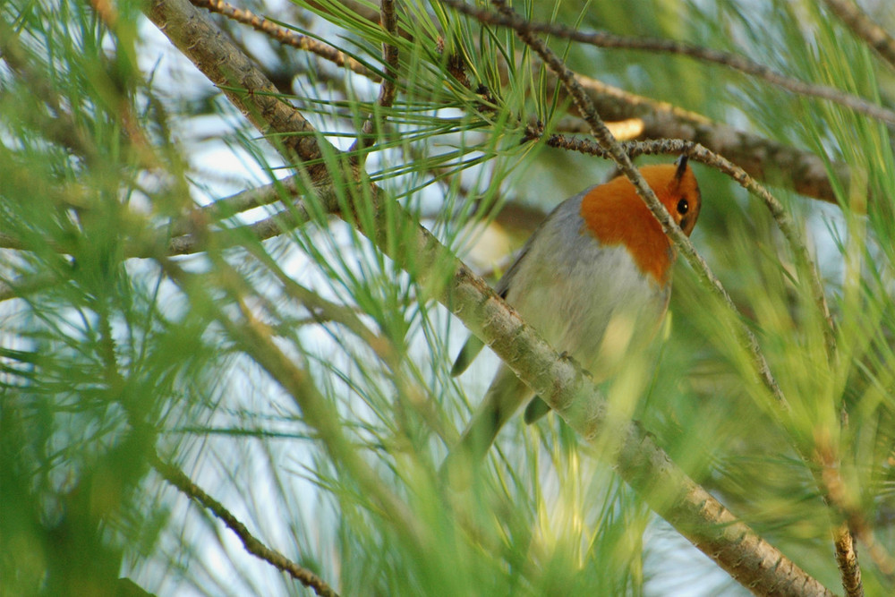 Rouge-gorge Attentif