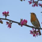 rouge gorge au chant