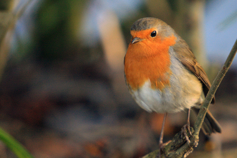 rouge gorge au coulleurs d autonne