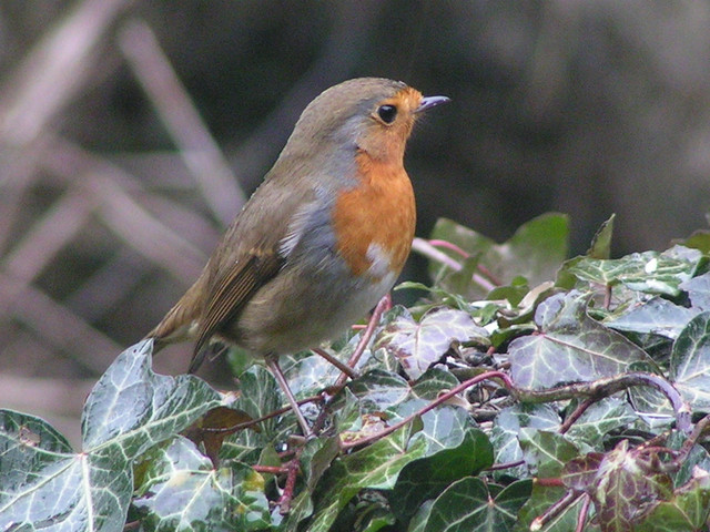 rouge gorge au jardin